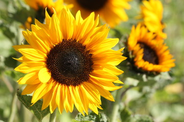Fototapeta premium Sonnenblume - Sun flower