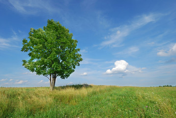 Fototapeta na wymiar Summer landscape - green field and lonely tree