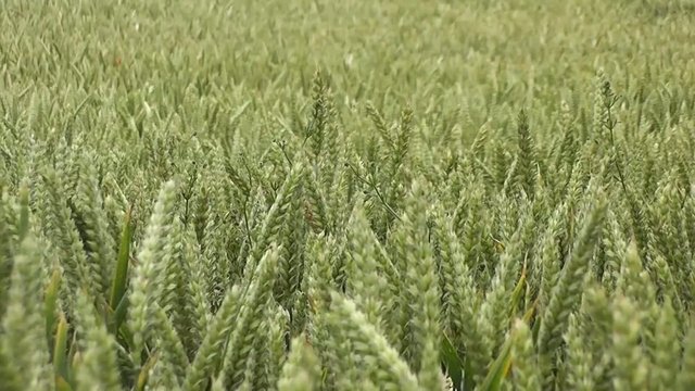 Wheat Field