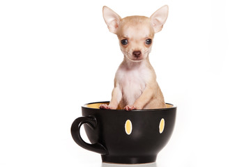 Chihuahua dog on white background