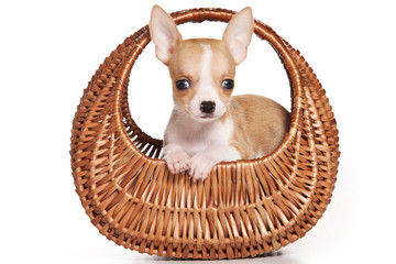 Chihuahua dog on white background
