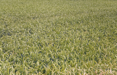 Weizenfeld