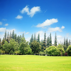 Fototapeta na wymiar grass field with blue sky