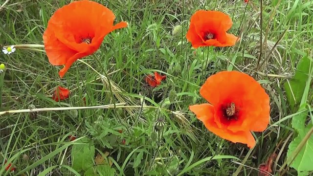 Coquelicots