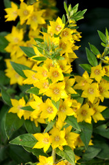 Lysimachia punctata flowers;