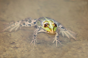Frog in the algae in the pond