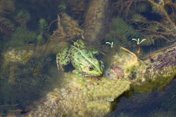 Frog in the algae in the pond