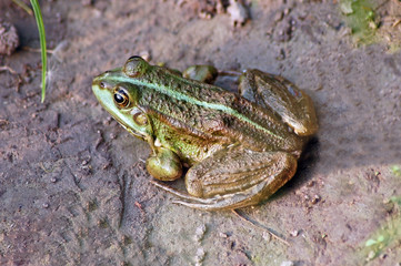 Green frog on the ground near pond