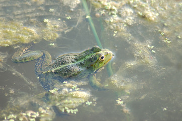 Frog in the duckweed in the pond