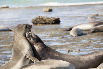 Seal at the coast