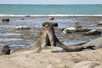 Seal at the coast