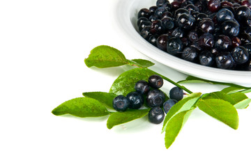 bilberry