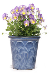 Naklejka na ściany i meble purple pansies in a pot