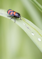 Red and Black Froghopper ( Cercopis vulnerata )