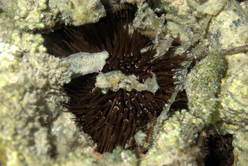 Морской мир © suosha