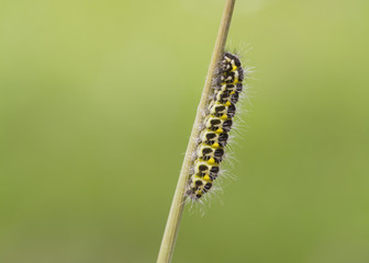 5-spot Burnet Caterpillar