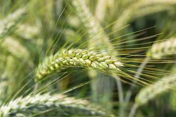Junges grünes Korn im Detail
