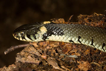 Grass Snake (Natrix natrix)