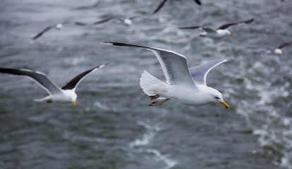 Seagulls