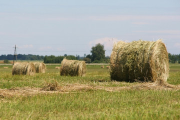 Fototapeta premium Bales of hay in a wide field