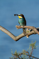guepier d'europe (oiseau migrateur)