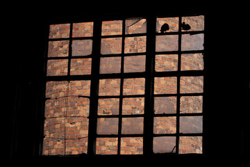 Gołębie w starym rozbitym oknie