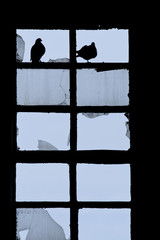 Gołębie w starym rozbitym oknie