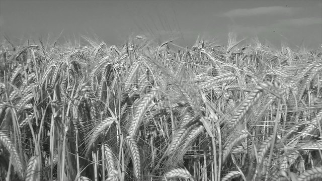 Epis de bl&eacute; en noir et blanc