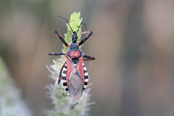 Chinche, apiomeris