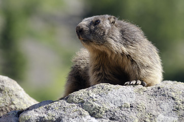 Naklejka na ściany i meble Wild marmot