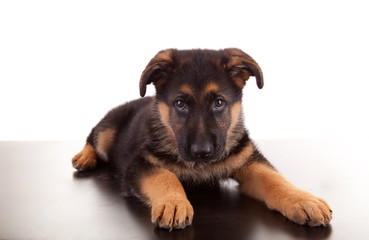 German Shepherd dog