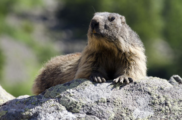 Naklejka na ściany i meble Wild marmot
