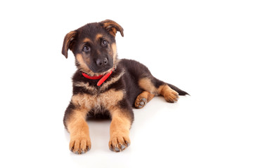 Obraz premium German Shepherd dog