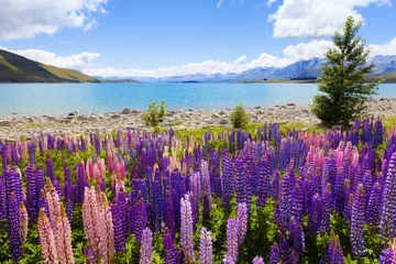 Crédence de cuisine en verre imprimé Nouvelle-Zélande Fleurs de lupin