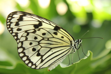 Fototapeta na wymiar Motyl