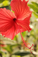 赤のハイビスカス