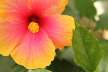 ピンクのハイビスカス