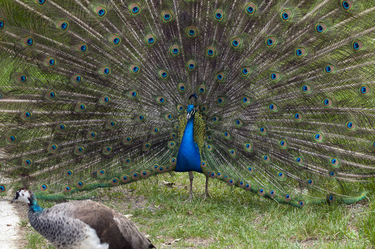 Couple of peacocks