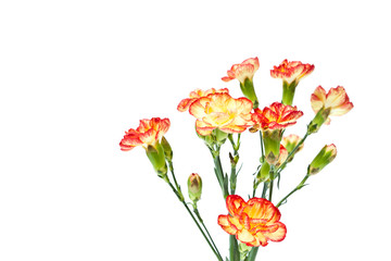 Group of Carnation, Dianthus caruyophyllus