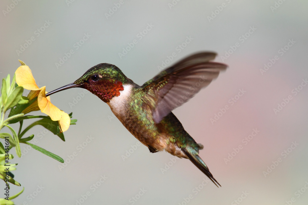 Wall mural Ruby-throated Hummingbird (archilochus colubris)