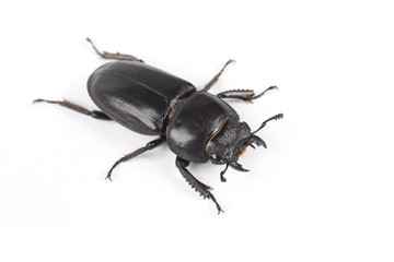 ground beetle