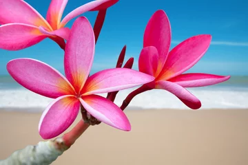 Zelfklevend Fotobehang Plumeria flowers on the beach © foto76