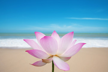 Lotus blossom on beach
