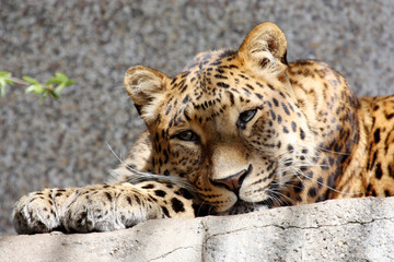 Panthère   (Panthera-pardus-orientalis)