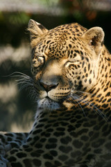 léopard (Panthera pardus)