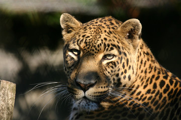 léopard (Panthera pardus)
