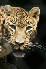 léopard (Panthera pardus)