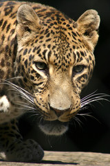 léopard (Panthera pardus)