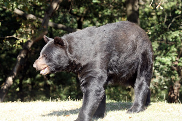 Fototapeta premium Ours noir (Ursus americanus)