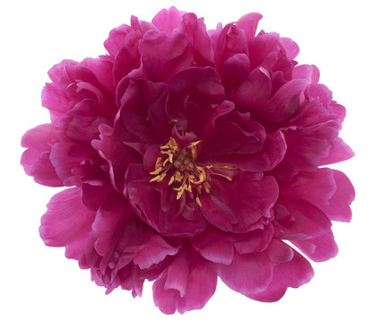 Fototapeta peony